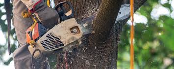 Best Tree Health Inspection  in Chubbuck, ID